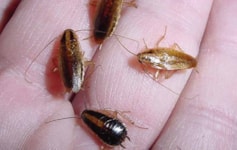 راهنمای خرید سوسک کش و از بین بردن سوسک‌ ها در کمتر از چند دقیقه