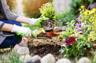 ابزار باغبانی: مزایای باغبانی، خرید و قیمت تجهیزات باغبانی